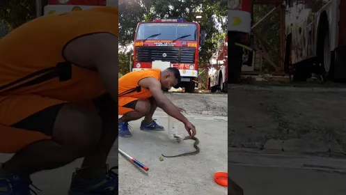 Snake Rescue In Pondicherry. Puducherry Fire And Rescue Service